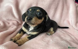 Miniature Dachshund dogs for sale: Beautiful Dachshund X - Image 5