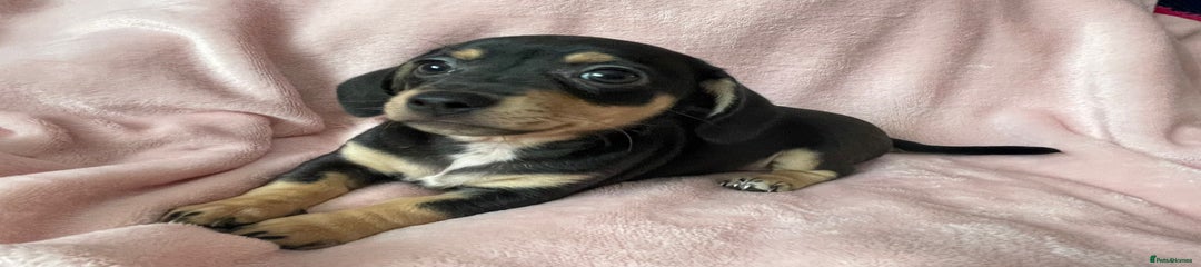 Miniature Dachshund Puppy 5