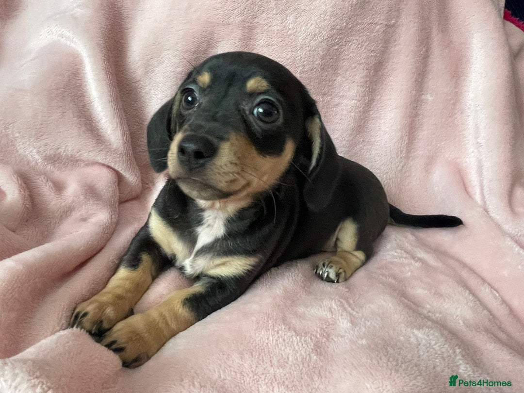 Miniature Dachshund dogs for sale: Beautiful Dachshund X - Image 5
