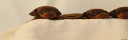 Miniature Dachshund dogs for sale: KC HEALTH TESTED MINIATURE DACHSHUNDS- LICENSED  - Advert 4