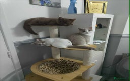 British Shorthair cats for sale: quality kittens gccf registered - Image 21