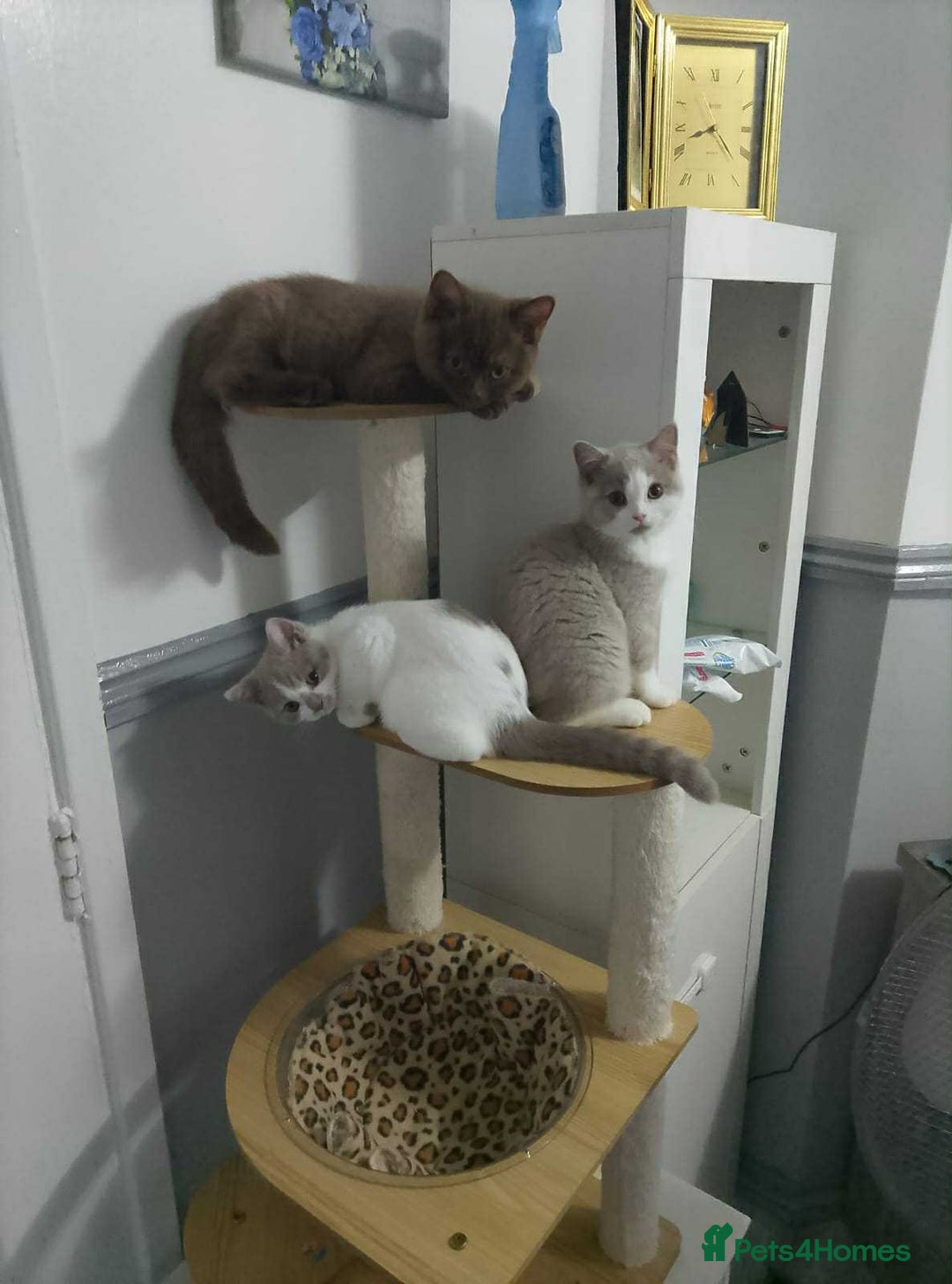 British Shorthair cats for sale: quality kittens gccf registered - Image 21