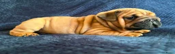 English Bulldog dogs for sale: Quality English bulldogs  - Advert 5