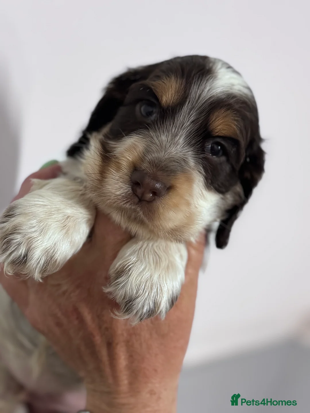 Cocker Spaniel dogs for sale: Kc reg cocker spaniel pups - Advert 9