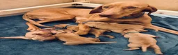Hungarian Vizsla dogs for sale: Adorable Hungarian Vizsla Pups in Southport - Advert 12