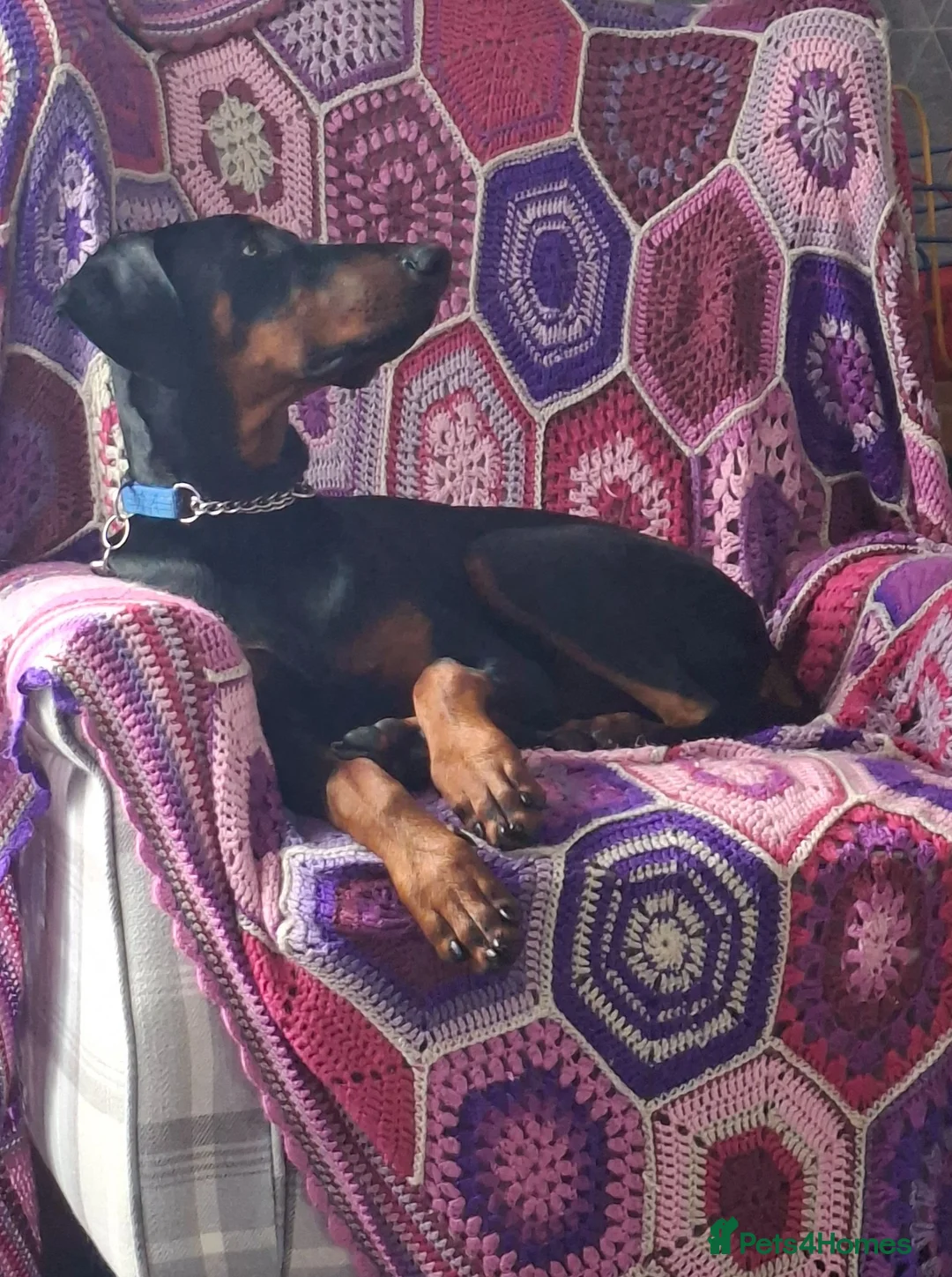 Dobermann dogs for sale: Beautiful Doberman Pup - Advert 2