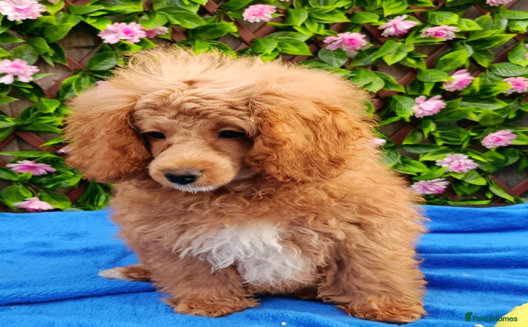 Toy Poodle dogs - Advert 2
