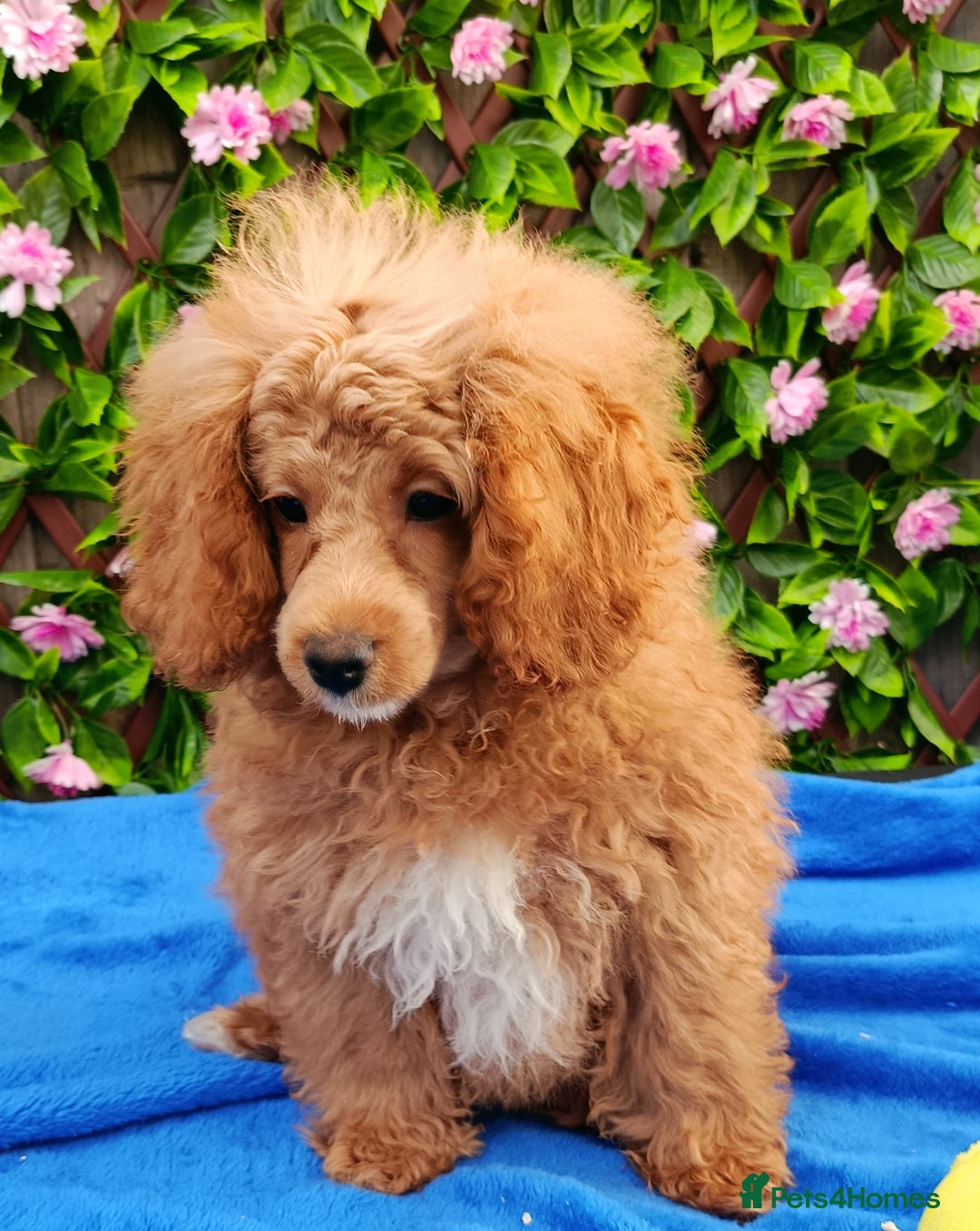 Toy Poodle dogs for sale: STUNNING TOY POODLES KC REG HEALTH TESTED  - Image 1
