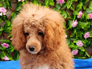 Toy Poodle dogs STUNNING TOY POODLES KC REG HEALTH TESTED - Advert 2