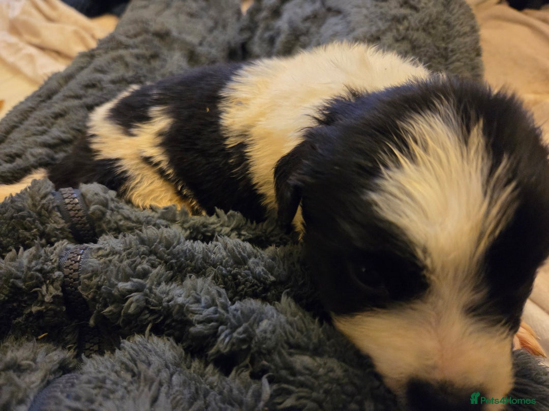 Mixed Breed dogs for sale: Gorgeous St Bernewfie Puppies - Advert 4