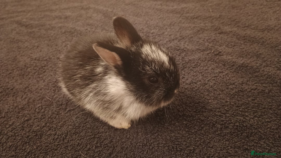 Rex rabbits for sale: 8 week old half mini lop half mini rex - Image 5