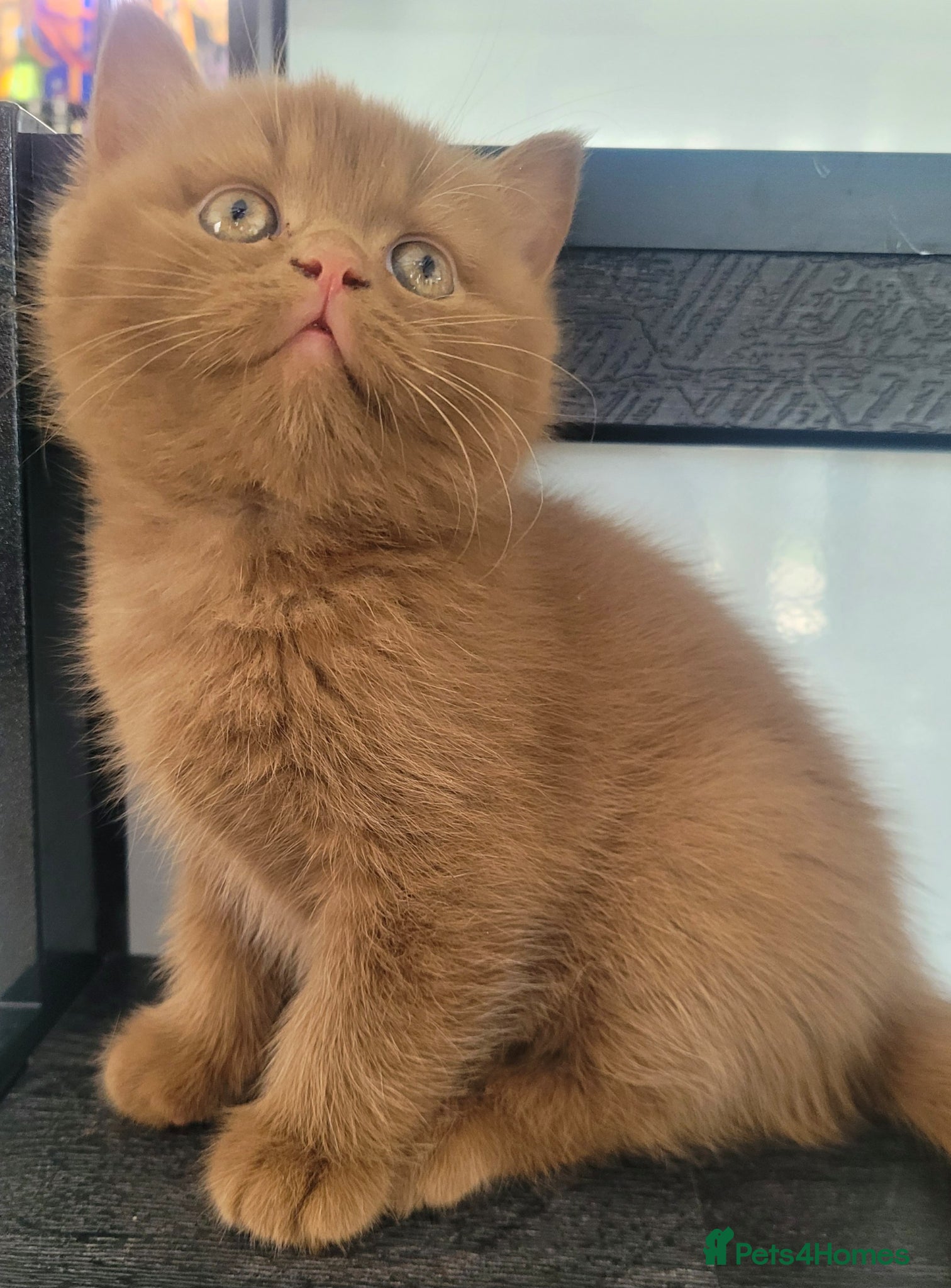 British Shorthair cats Show Quality British Shorthair kittens  - Advert 1