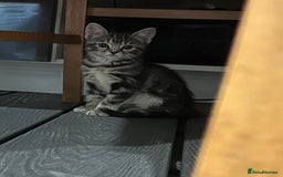 Mixed Breed cats for sale: Half bengal / tabby’s  - Image 5