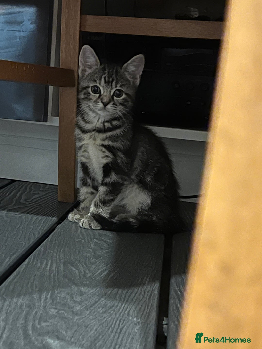 Mixed Breed cats for sale: Half bengal / tabby’s  - Image 5