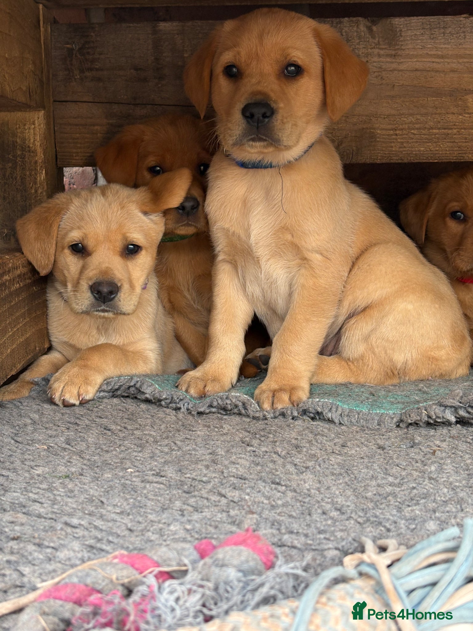 Labrador Retriever dogs Gorgeous Black and Yellow KC Labs - Advert 2