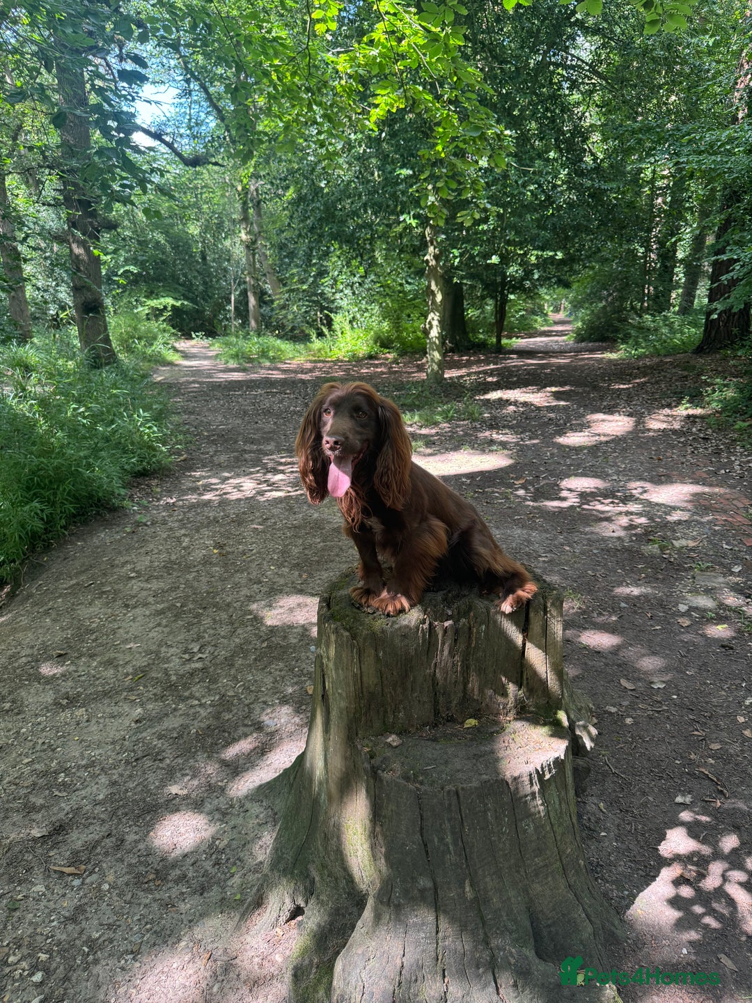 Cocker Spaniel dogs for sale: Fully DNA health tested cocker spaniel puppies - Advert 24