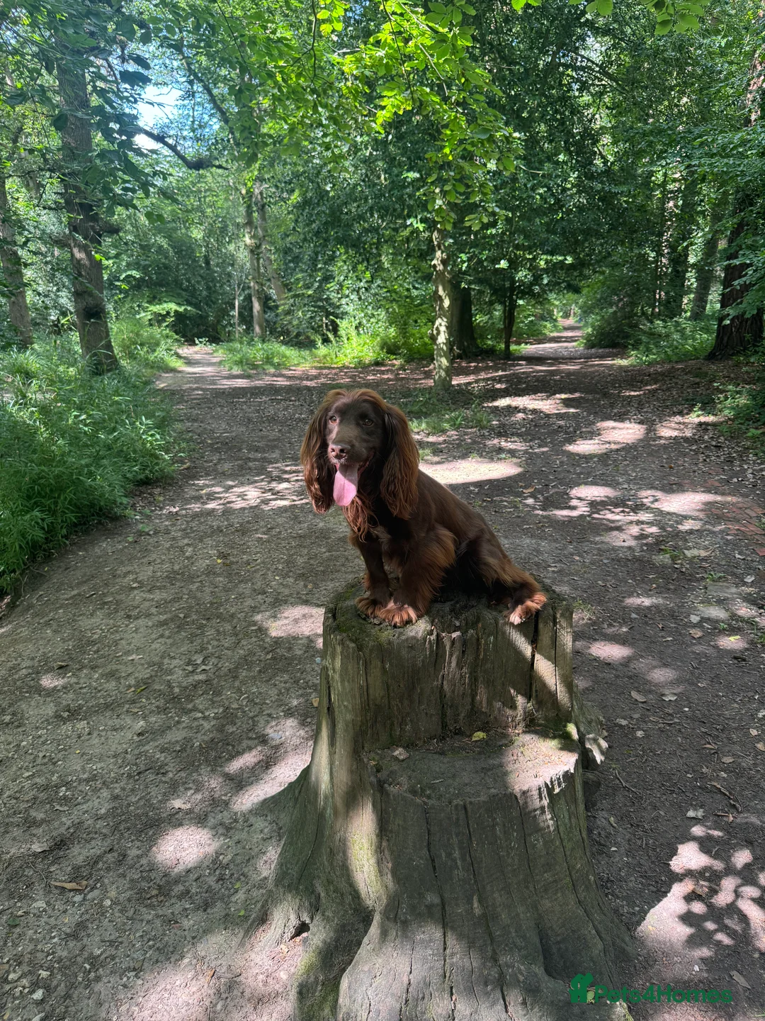 Cocker Spaniel dogs for sale: Fully DNA health tested cocker spaniel puppies - Advert 24