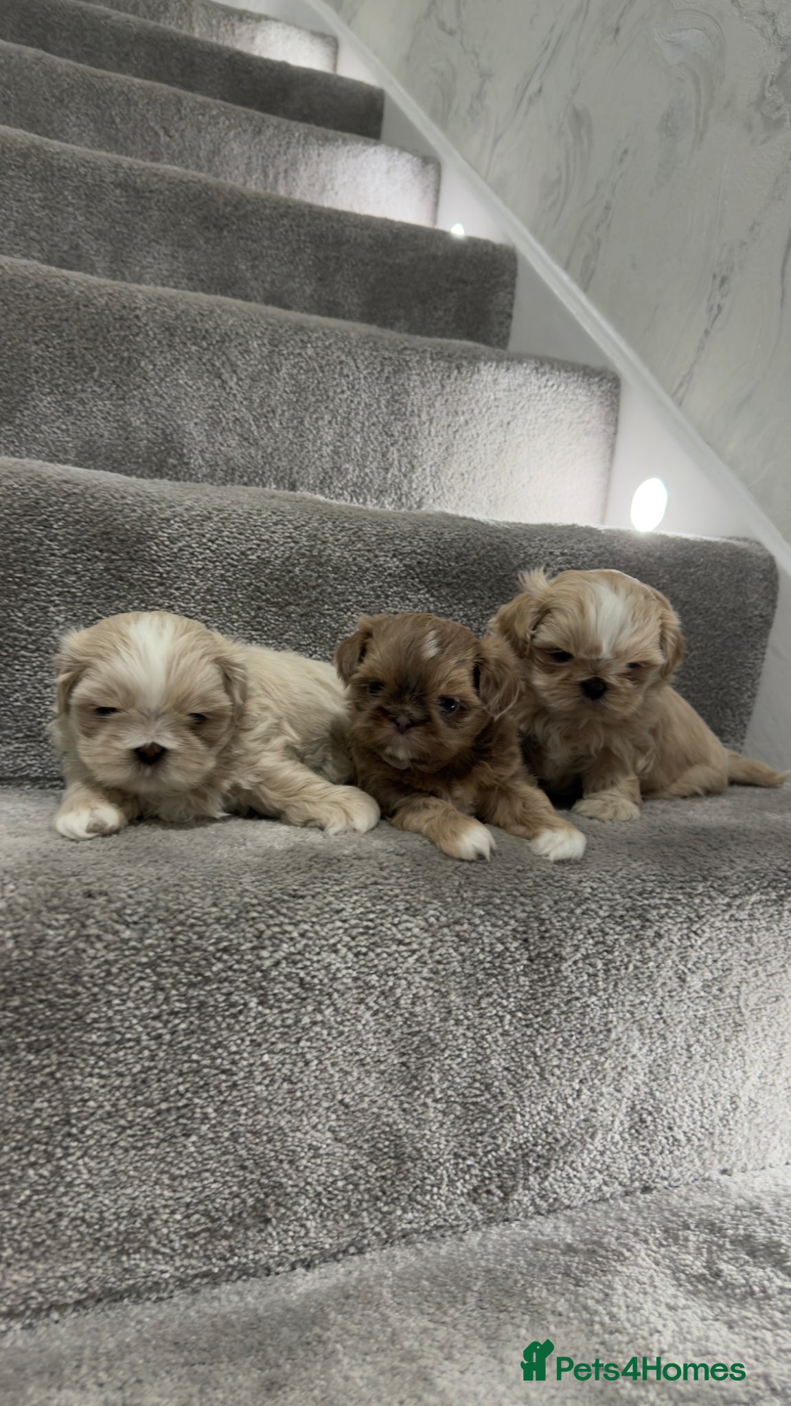 Shih Tzu dogs Stunning Imperial Shih Tzus  - Advert 1