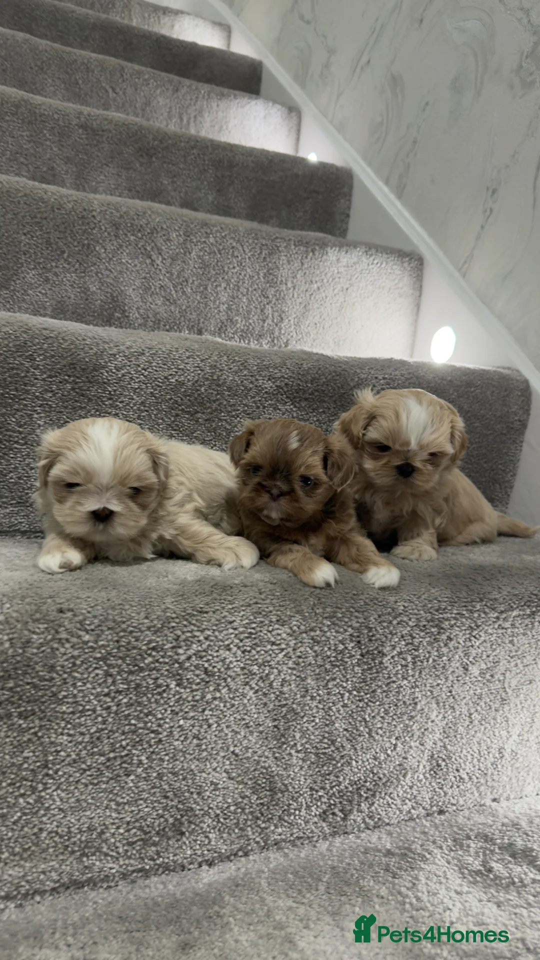 Shih Tzu dogs for sale: Stunning Imperial Shih Tzus  - Advert 1