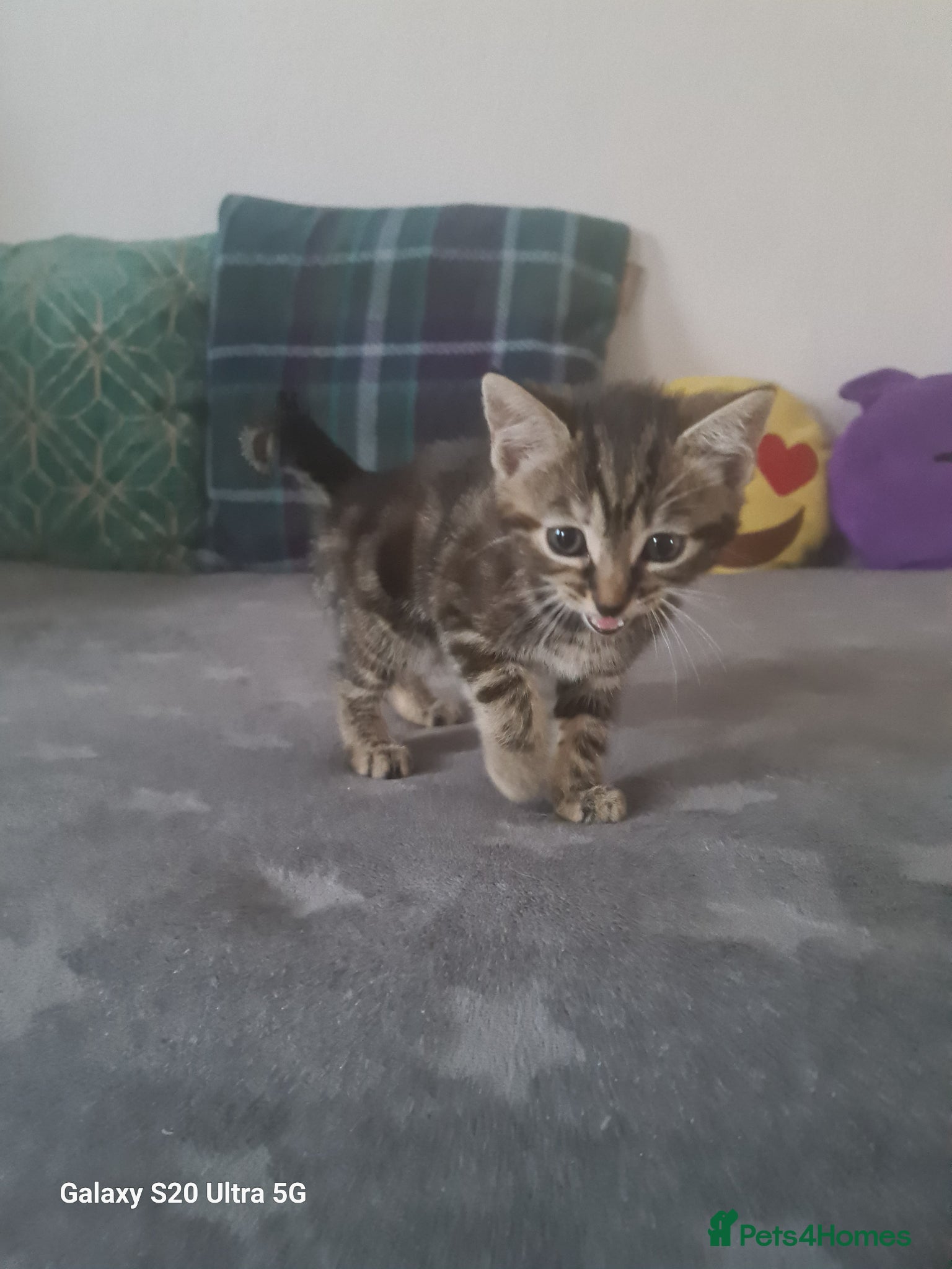 Mixed Breed cats British shorthair  - Advert 3