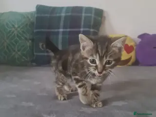 Mixed Breed cats British shorthair - Advert 3