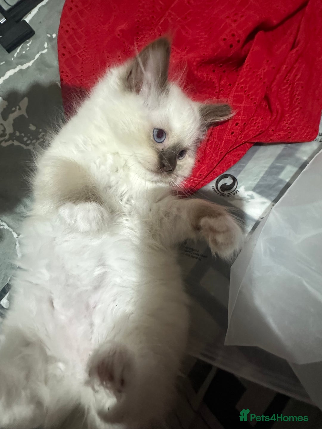 Ragdoll cats for sale: 1 beautiful blue eyed fluffy ragdoll left  - Image 15