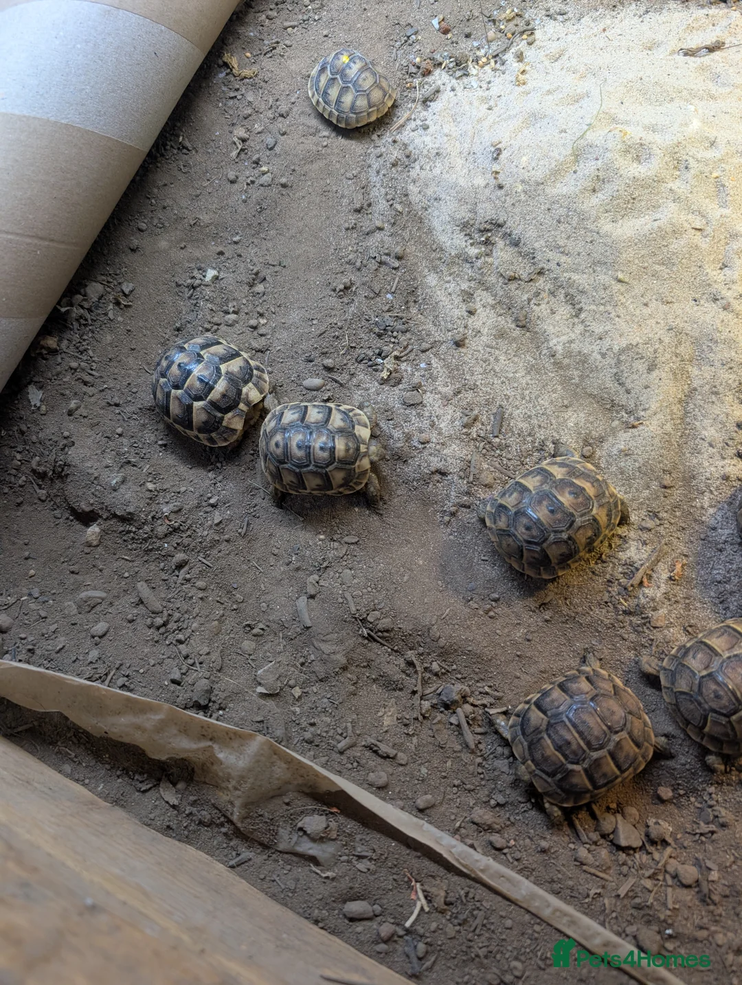 Tortoise reptiles for sale: Baby Tortoise 2025 Hatched  - Advert 7