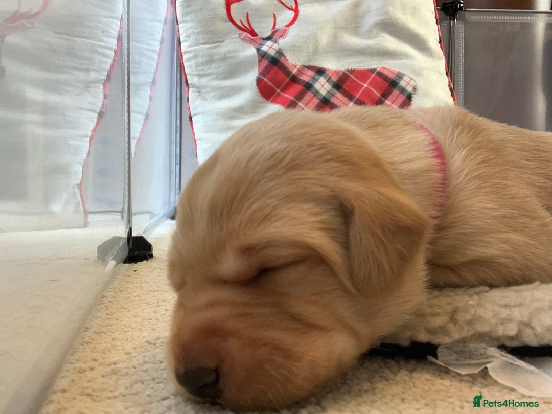 Labrador Retriever dogs for sale: ✨ Stunning 5 Male & 3 Female Fox Red Lab Puppies - Advert 37