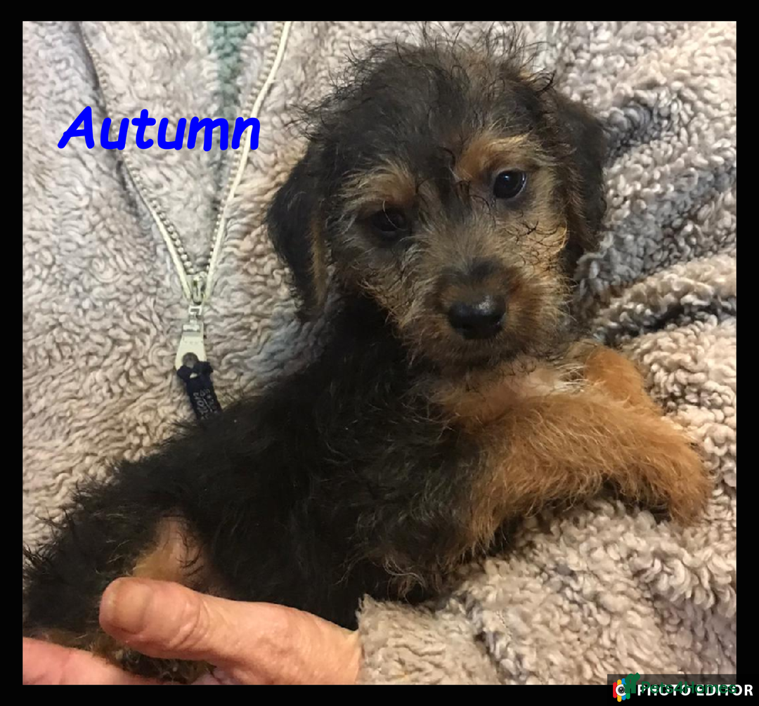 Jackapoo dogs for sale: Meet Autumn! **ready now** - Advert 1