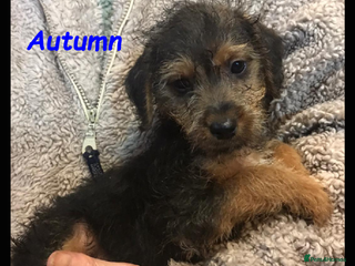 Jackapoo dogs Meet Autumn! **ready now** - Advert 1