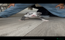 American Bully dogs for sale: Pocket bully puppies, haka blood line  - Image 4
