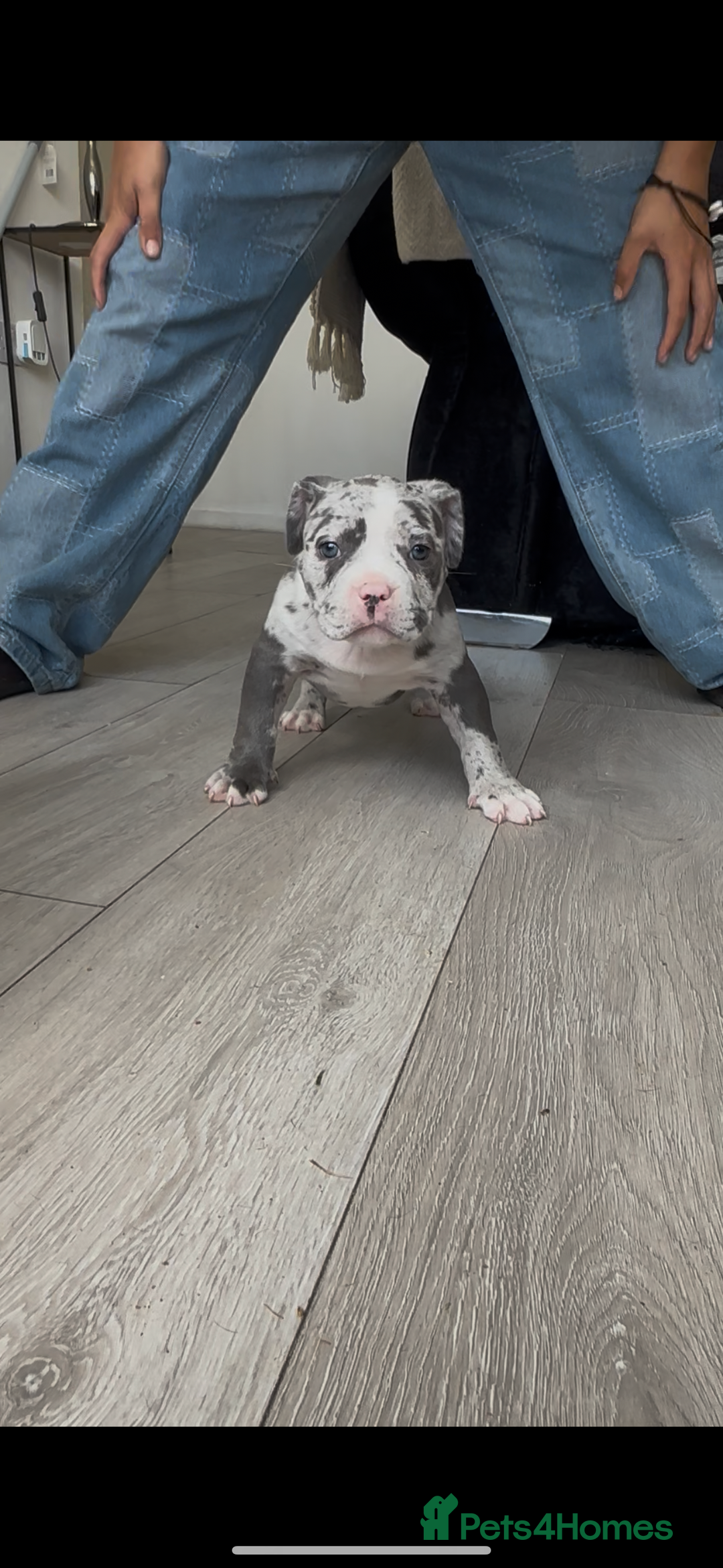 American Bully dogs for sale: Pocket bully puppies, haka blood line  - Image 4