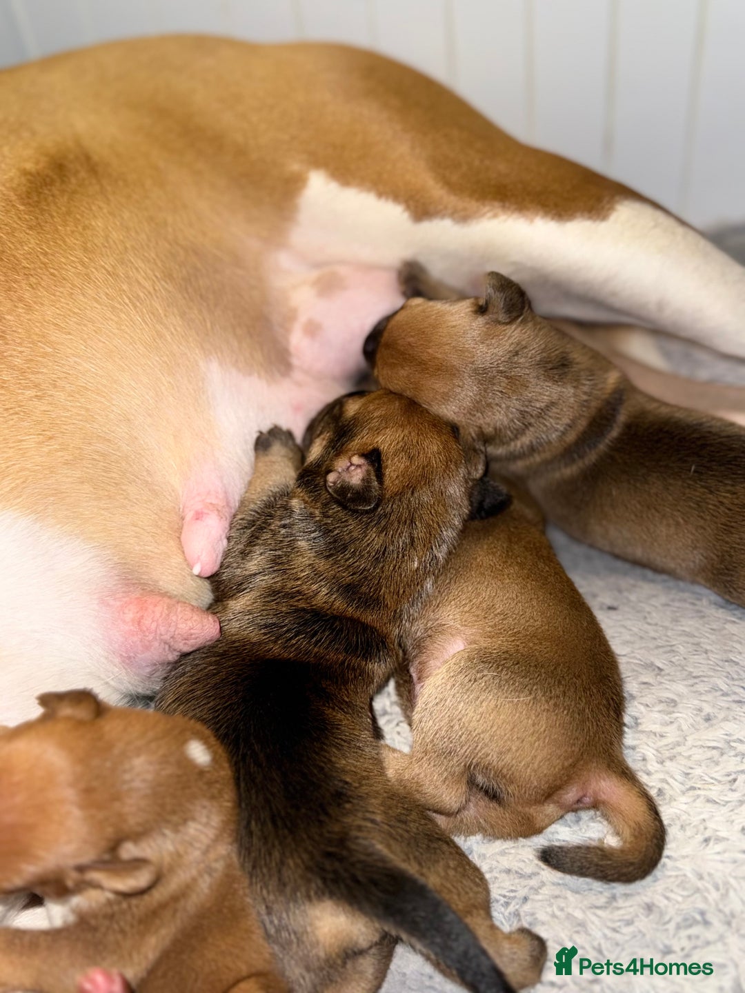 Mixed Breed dogs for sale: Mixed breed puppies  - Image 6
