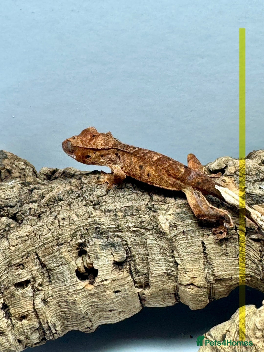 Gecko reptiles for sale: Baby Crested Geckos for Sale – Multiple Morphs  - Advert 10