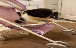 Mixed Breed dogs for sale: Jack Russell Pups in Braintree - Image 15
