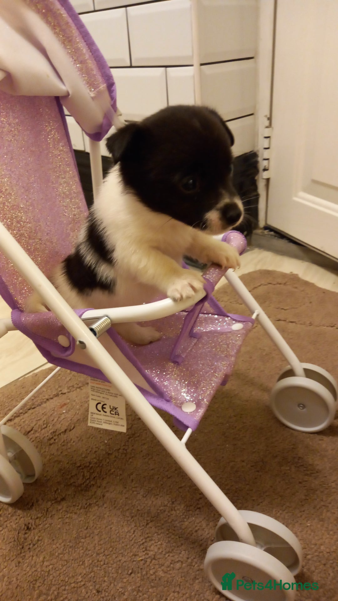 Mixed Breed dogs for sale: Jack Russell Pups in Braintree - Image 15