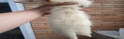 Ferret rodents for sale: 10 week old kits - Advert 11