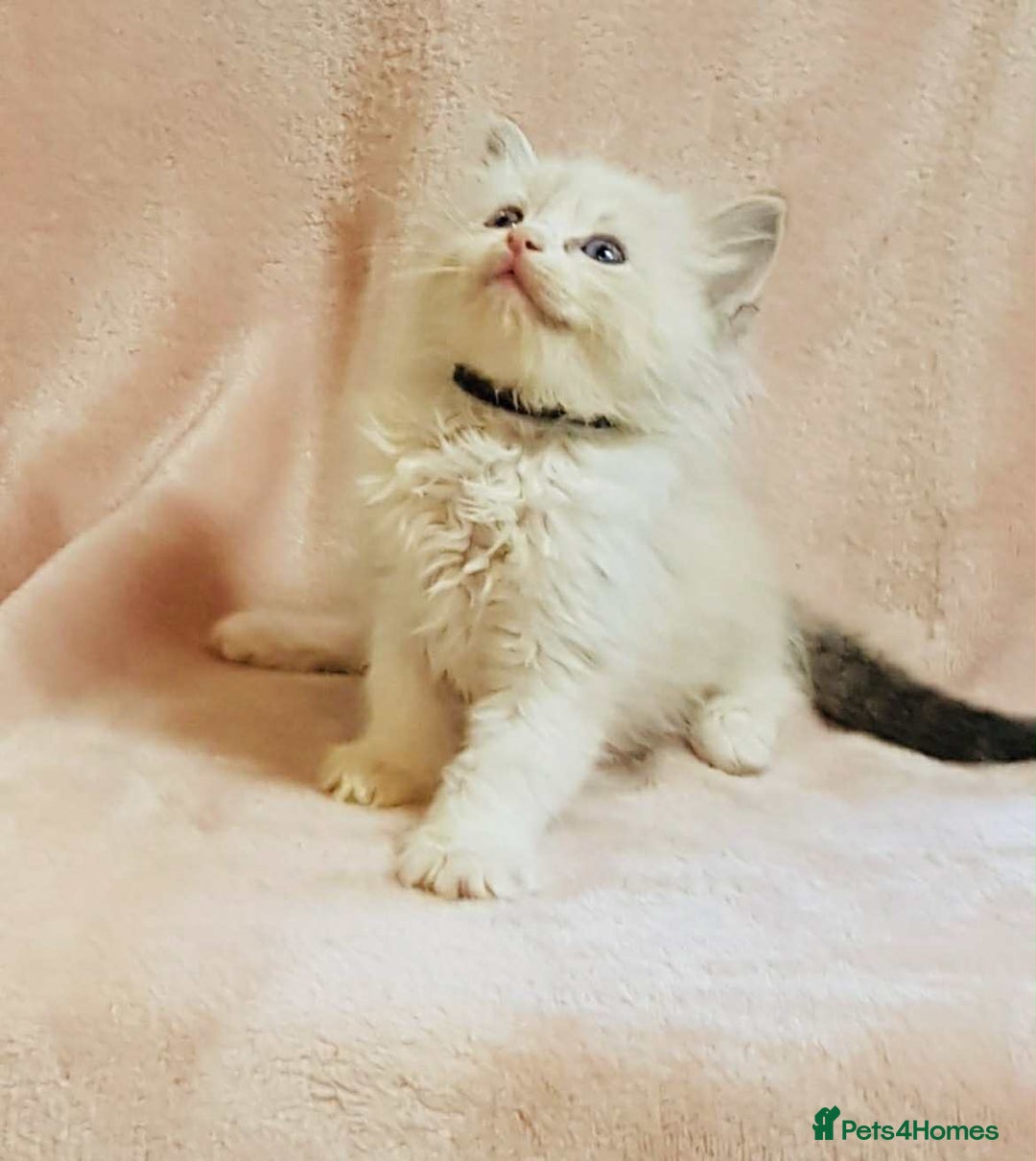 Ragdoll cats for sale: Ragdoll kittens - Image 4