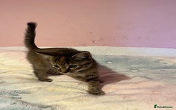 Bengal cats for sale: Bengal x Ragdoll Kittens - Advert 6