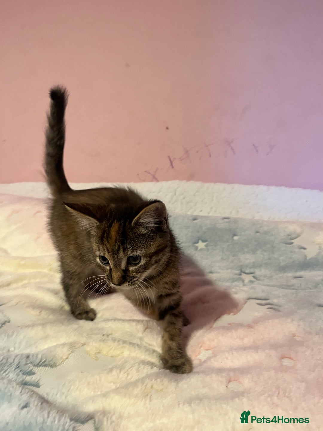 Bengal cats for sale: Bengal x Ragdoll Kittens - Advert 6