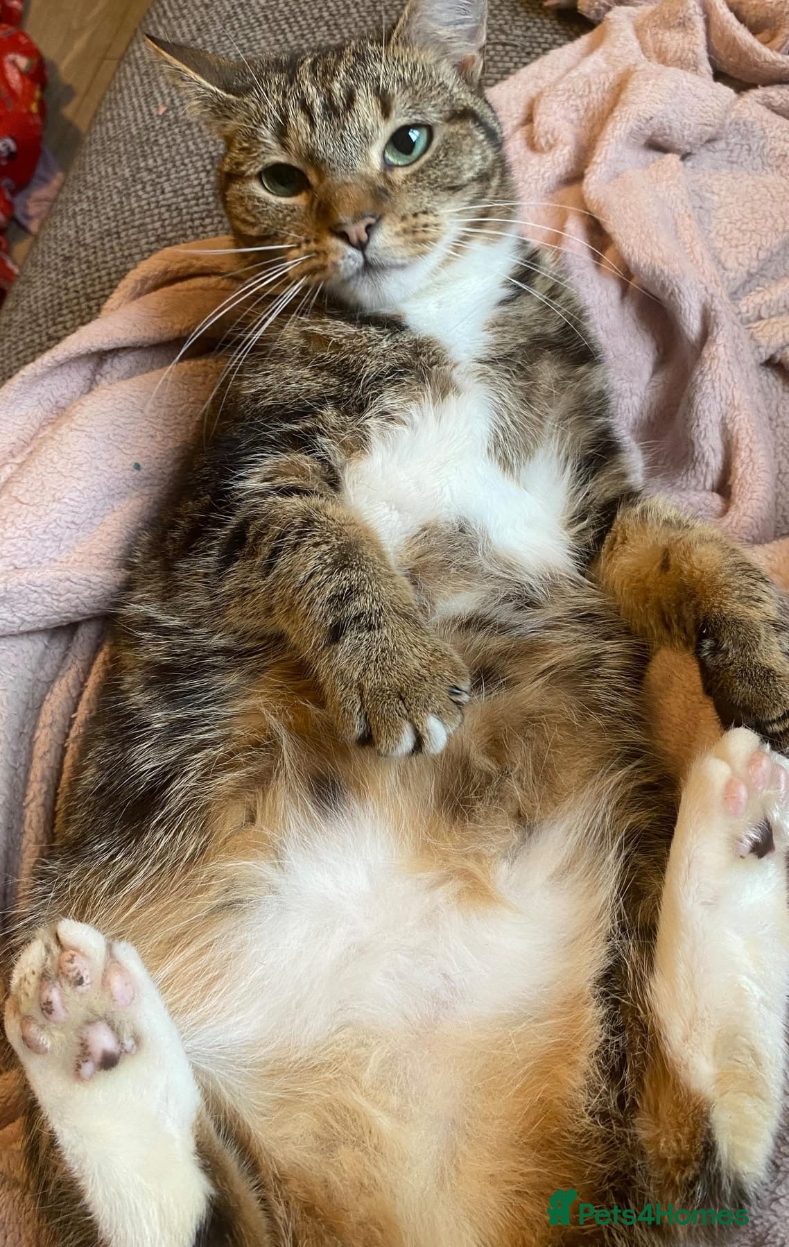 Domestic Shorthair cats for sale: Female tabby  - Advert 1
