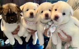 Akita dogs for sale: 4 Chunky American Akita puppies  - Image 7