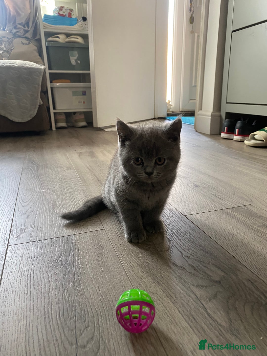 British Shorthair cats for sale: British shorthair KITTENS GIRLS-READY NOW - Image 12