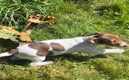 Jack Russell dogs for sale: Jackrussell pup  - Image 4