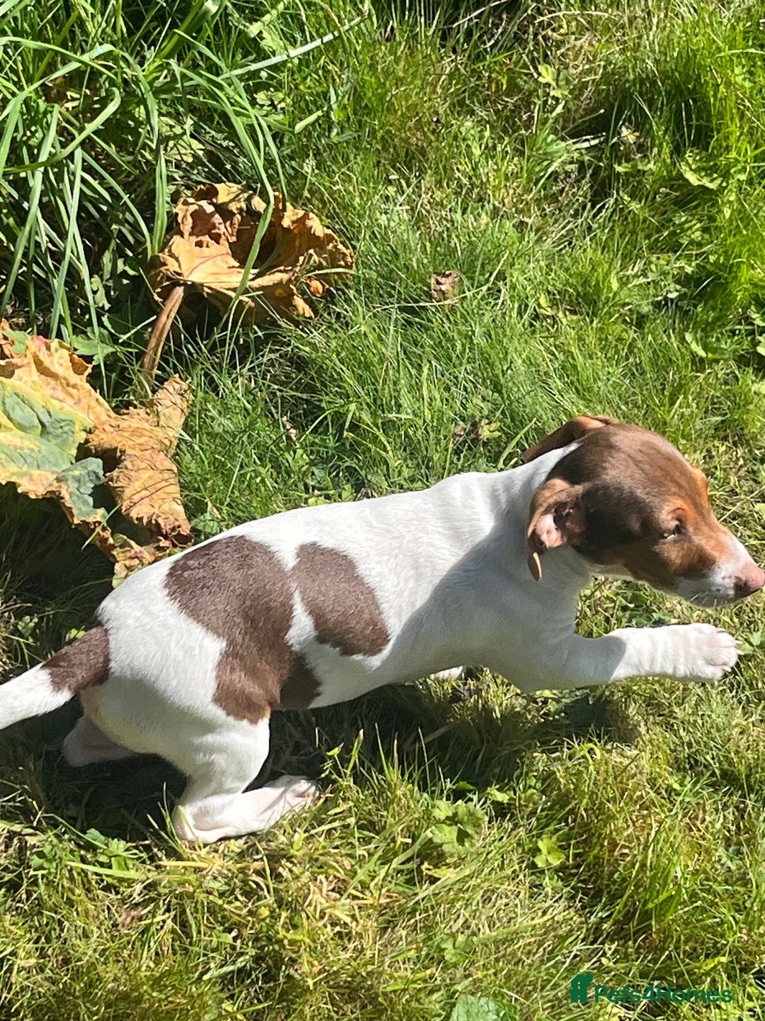 Jack Russell dogs for sale: Jackrussell pup  - Image 4