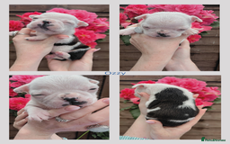 Boston Terrier dogs for sale: 6 Beautiful Boston Terrier Puppies - Image 5