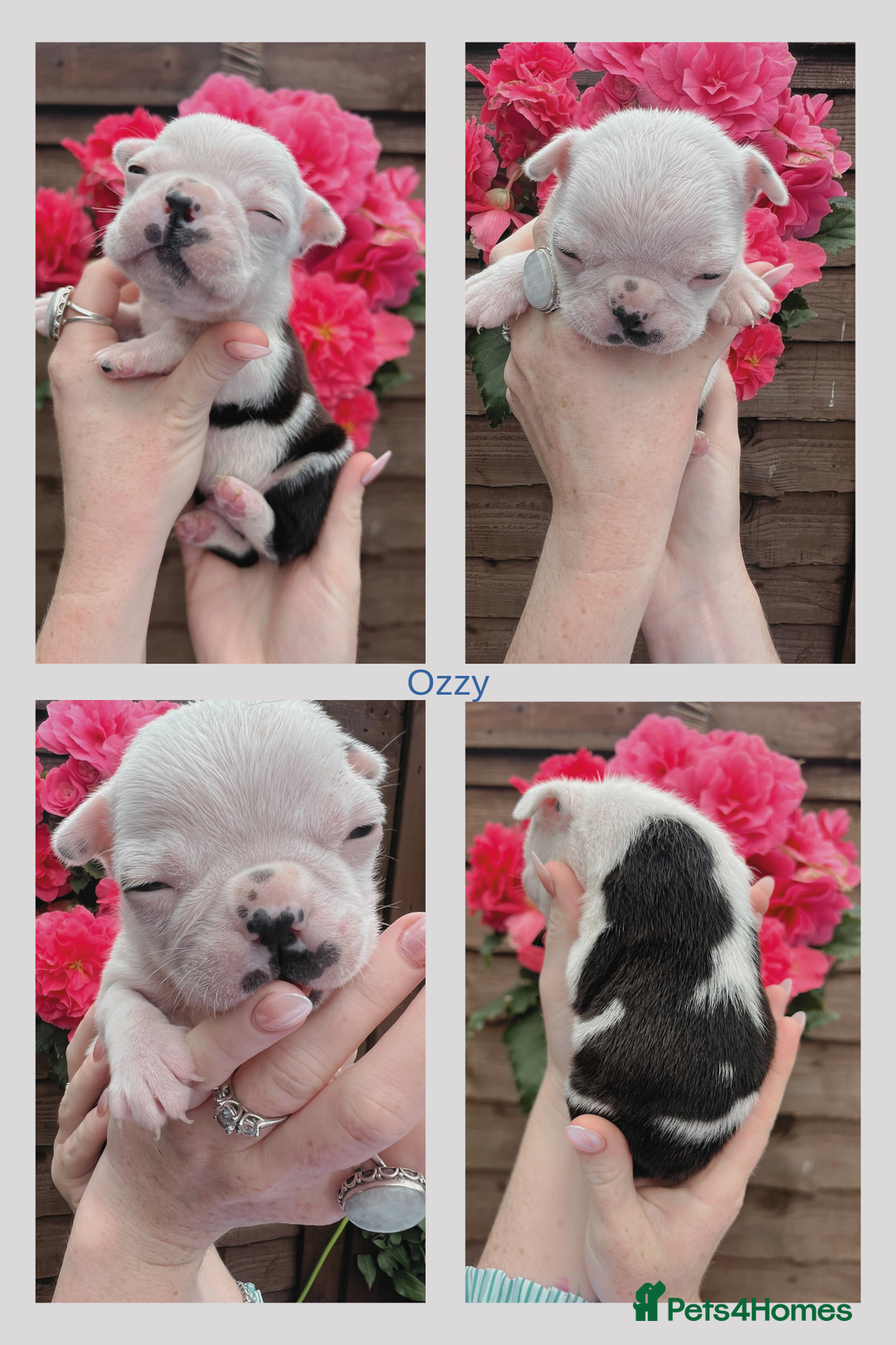 Boston Terrier dogs for sale: 6 Beautiful Boston Terrier Puppies - Image 5