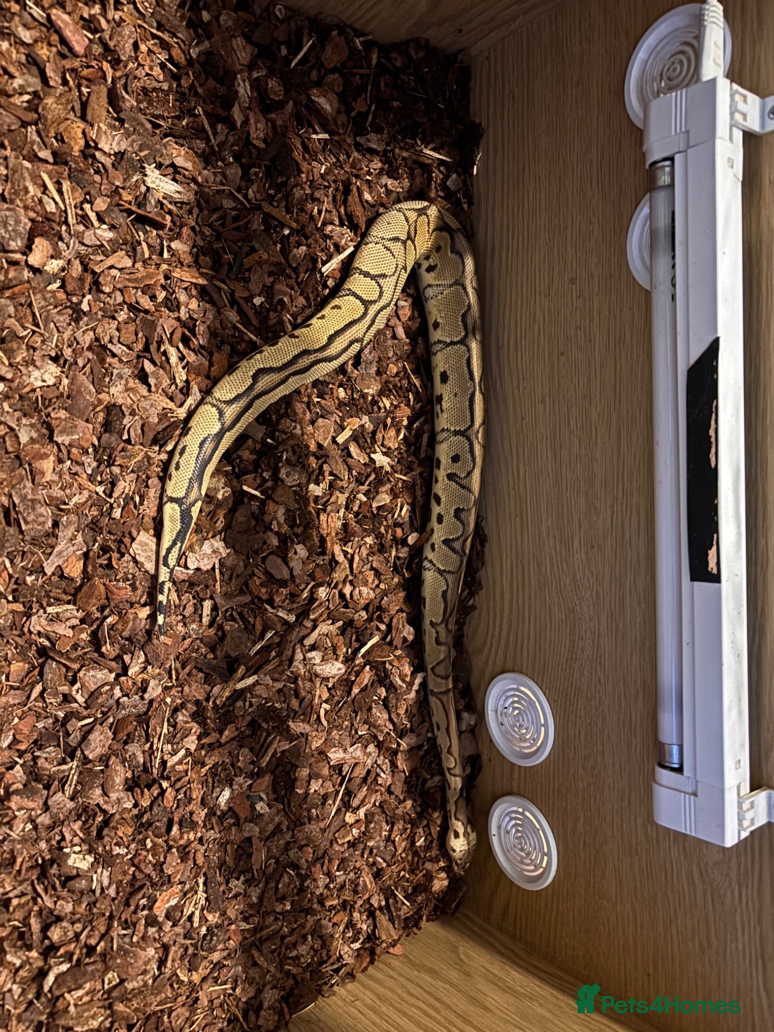 Python Snake reptiles Royal Python  - Advert 1