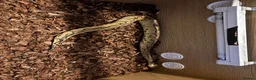 Python Snake reptiles for sale: Royal Python  - Advert 1