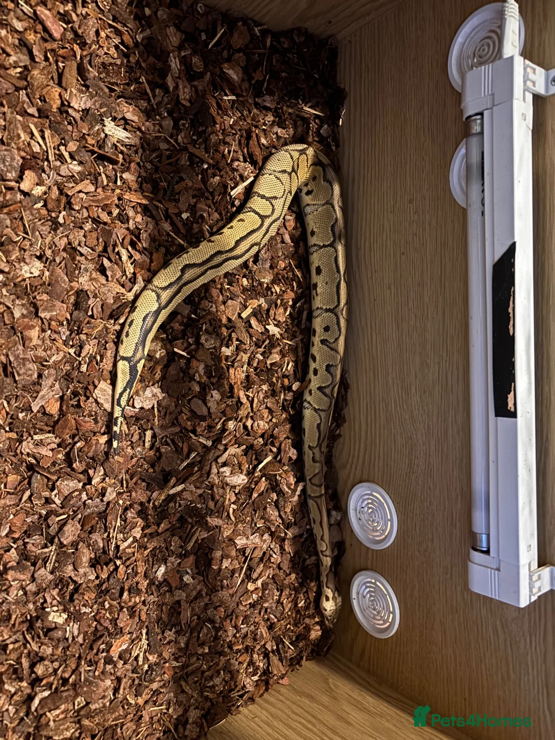 Python Snake reptiles for sale: Royal Python  - Advert 1